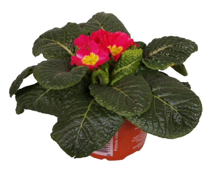 <h4>Primula Acaulis 9 cm Rose'</h4>