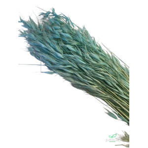 DRIED FLOWERS - AVENA WILD HAVER TIFFANY