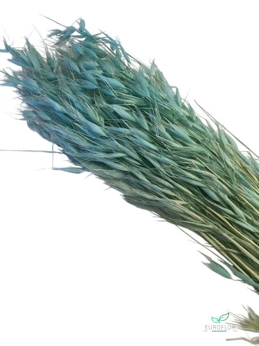 DRIED FLOWERS - AVENA WILD HAVER TIFFANY