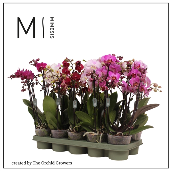 <h4>Mimesis Phal. Multi Mix - 3 spike 12cm</h4>