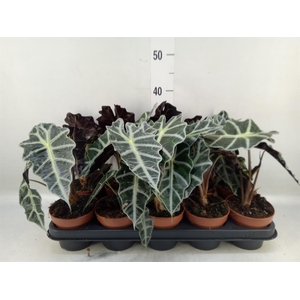 Alocasia amazonica 'Polly'