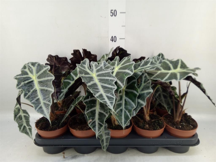 <h4>Alocasia amazonica 'Polly'</h4>