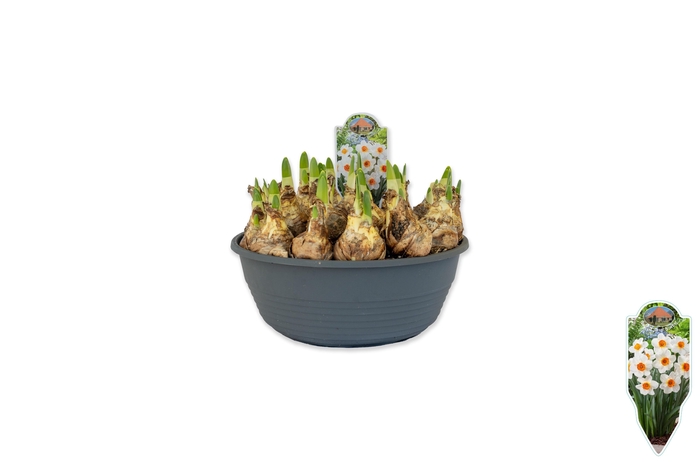 <h4>Narcissus Barrett Browning</h4>