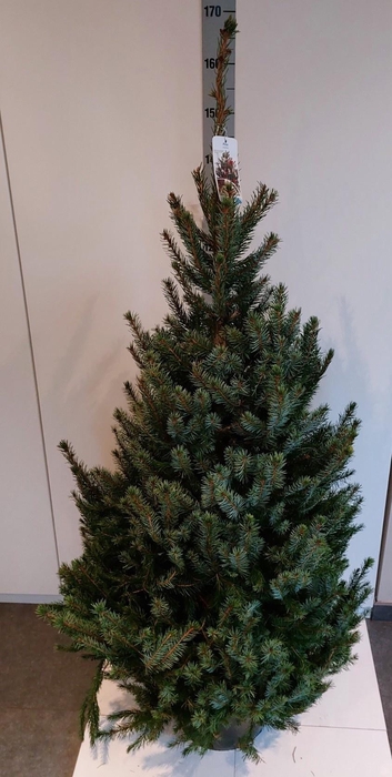 <h4>PICEA OMORIKA</h4>