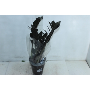 ZAMIOCULCAS BLACK DOWON P15