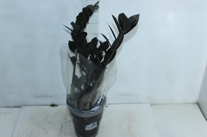 <h4>ZAMIOCULCAS BLACK DOWON P15</h4>