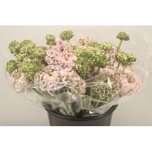 Ran. Pon Pon Candy Super X L