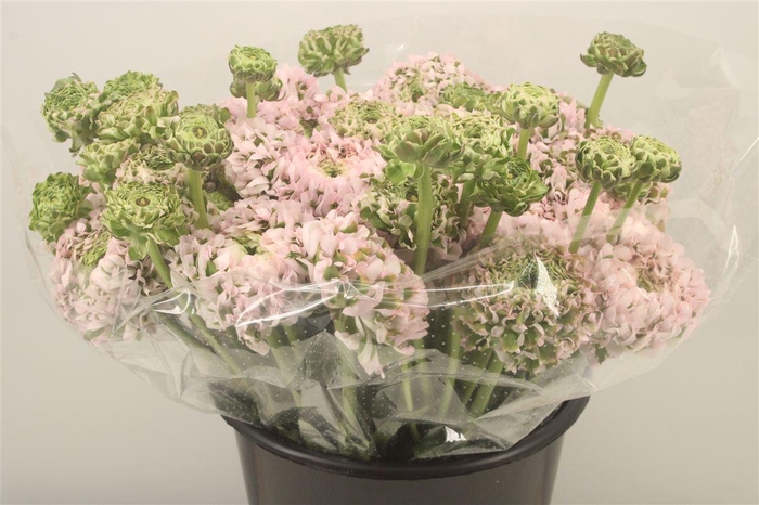 <h4>Ran. Pon Pon Candy Super X L</h4>