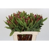 Protea Robijn