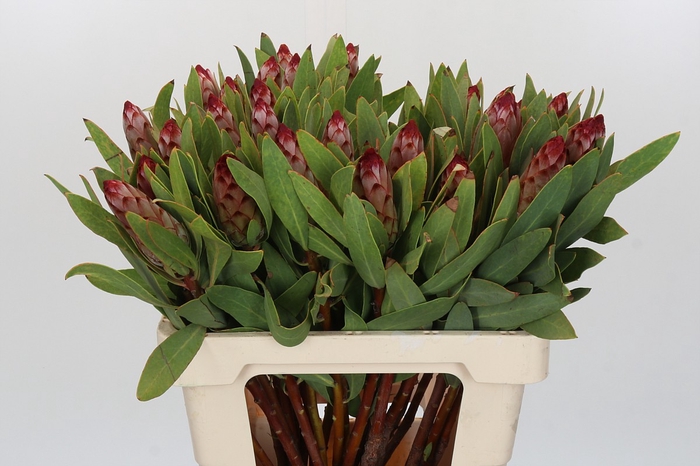 <h4>Protea Robijn</h4>