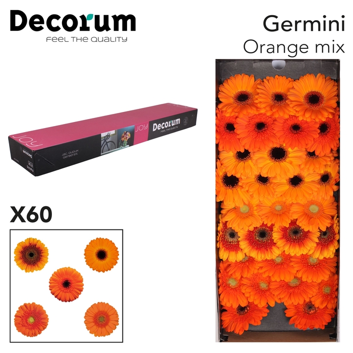 <h4>Germini Mix Oranje Doos</h4>