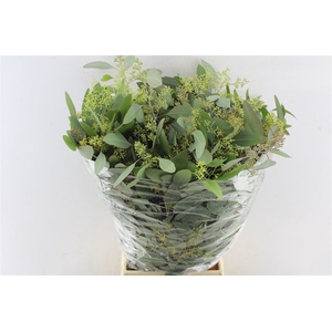 Euca Populus Berry 300 Gram