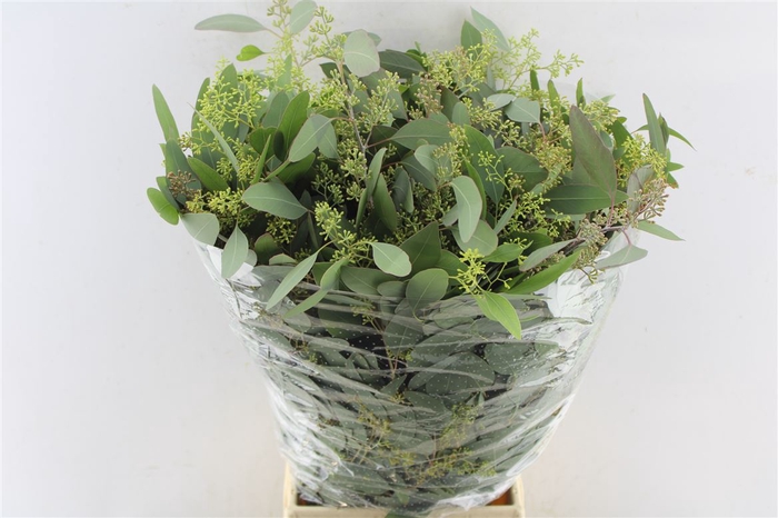 <h4>Euca Populus Berry 300 Gram</h4>