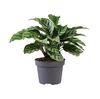 CALATHEA SPECIES