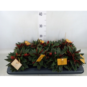 Peperomia caperata 'Rosso'