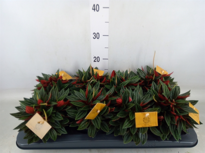 <h4>Peperomia caperata 'Rosso'</h4>