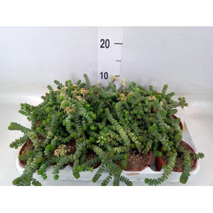 Crassula marnieriana