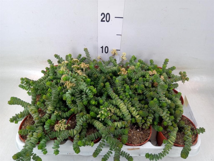 <h4>Crassula marnieriana</h4>