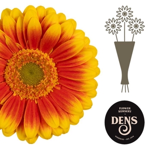 Germini Kristoff Water