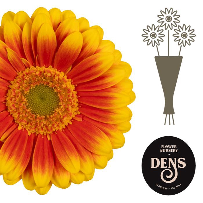 <h4>Germini Kristoff Water</h4>