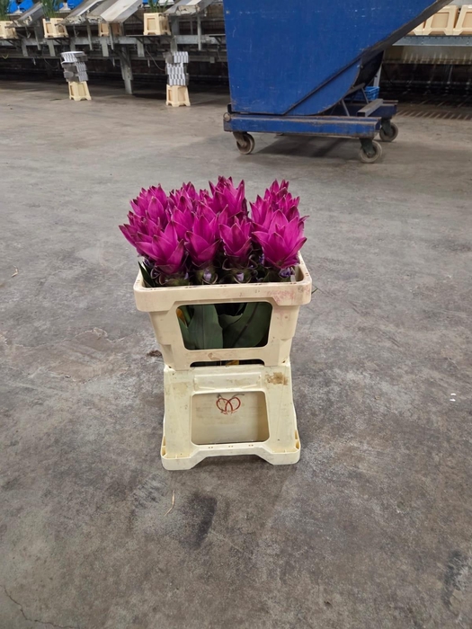 <h4>CURC AL SIAM SOUL</h4>