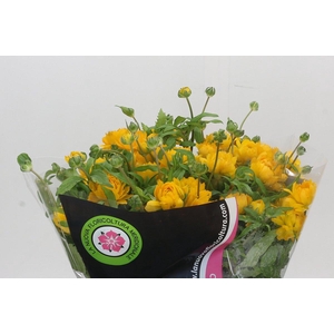 Ranunculus Moderna Proxima