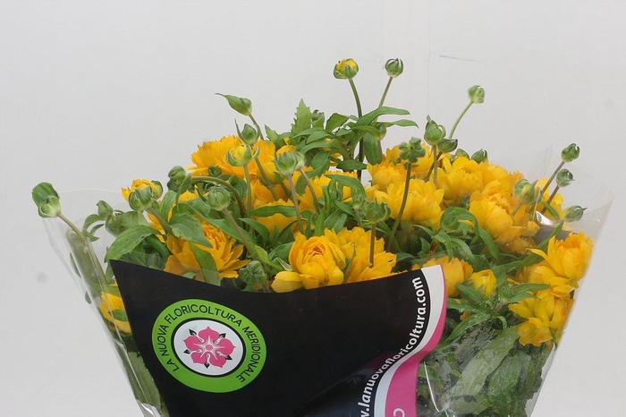 <h4>Ranunculus Moderna Proxima</h4>