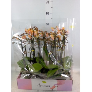 Phalaenopsis multi.   ...yellow