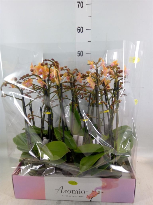 <h4>Phalaenopsis multi.   ...yellow</h4>