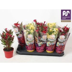 CEL CR HOT TOPIC GEM