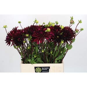 Dahlia Chat Noir