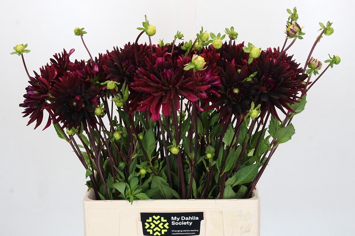 <h4>Dahlia Chat Noir</h4>