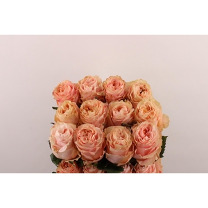 R Gr Princes Crown