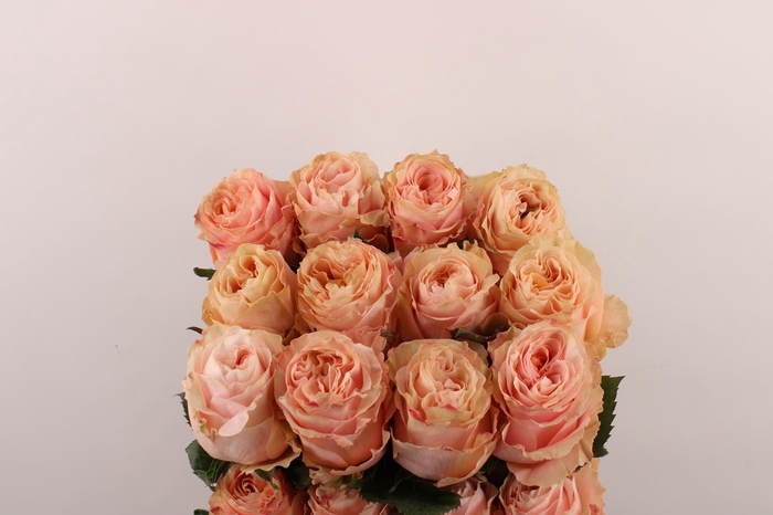 <h4>R Gr Princes Crown</h4>