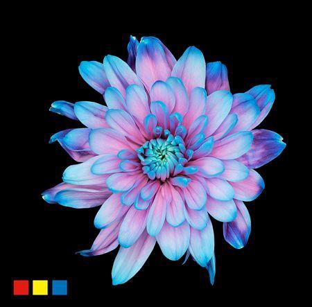 <h4>Chr T 2 Kl Baltica Bubblegum</h4>