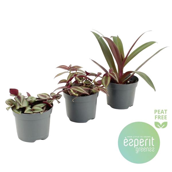 <h4>Tradescantia Mix 2-3 srt.</h4>
