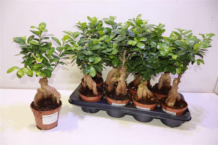 <h4>Fic Mi Ginseng</h4>