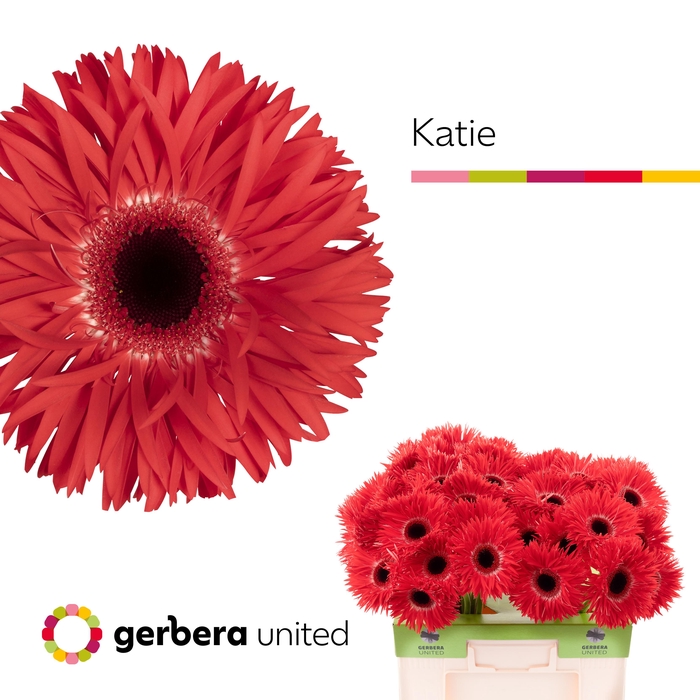<h4>Gerbera Spider Katie Water</h4>