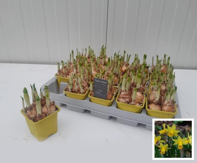 <h4>NARC O TETE A TETE</h4>