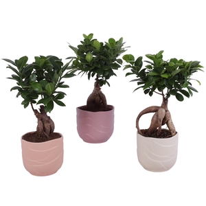 Ficus m. Ginseng Ball Shape Ø12cm in Ø14cm Ceramic SE660