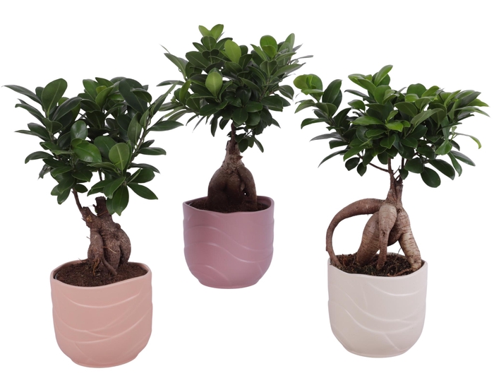 <h4>Ficus m. Ginseng Ball Shape Ø12cm in Ø14cm Ceramic SE660</h4>
