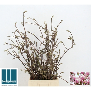 MAGNOLIA GRANDIFLORA