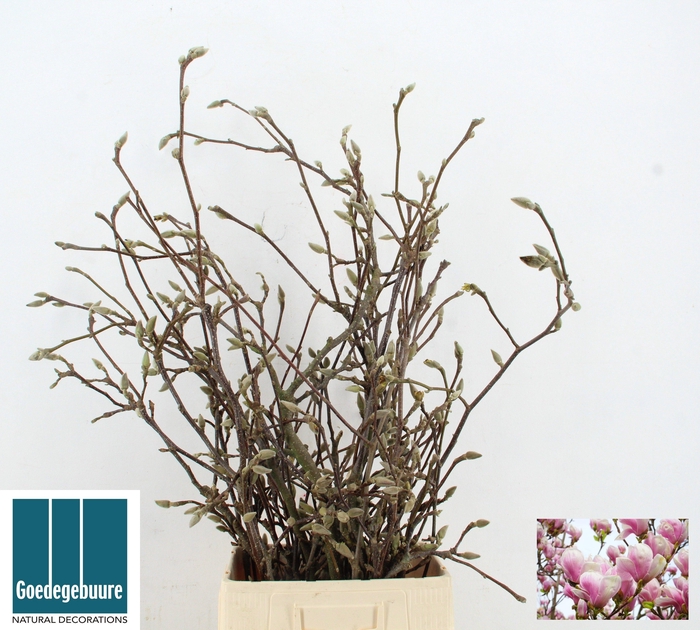 <h4>MAGNOLIA GRANDIFLORA</h4>