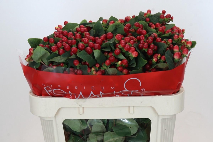 <h4>HYP TRUE ROMANCE</h4>