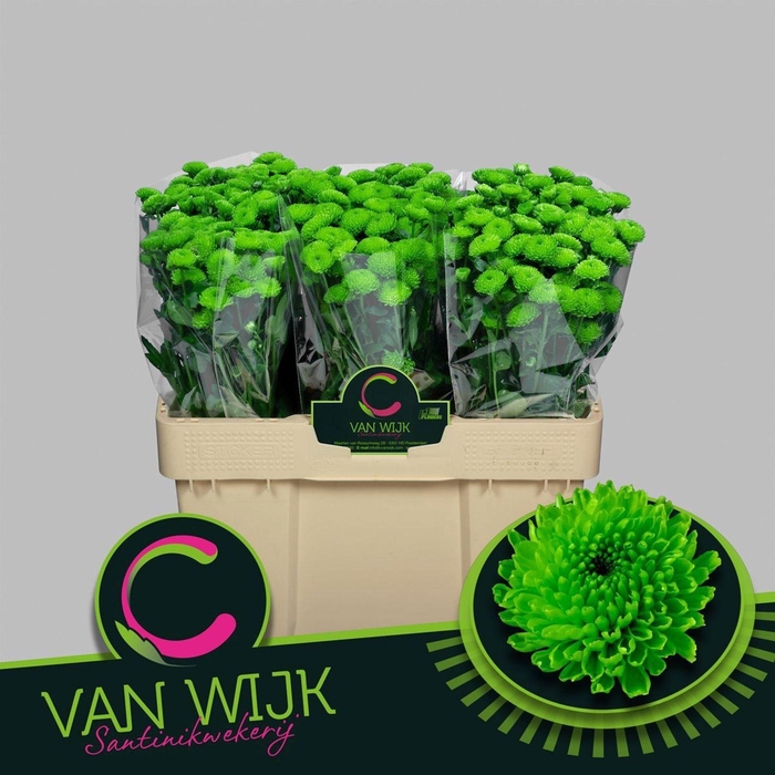 <h4>Chr San Country</h4>