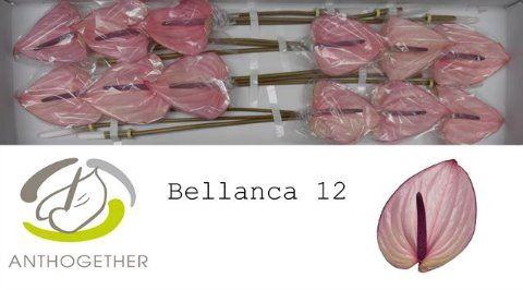 <h4>Anth. andr. 'Bellanca' x12</h4>