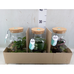 Arr.   Planten H%