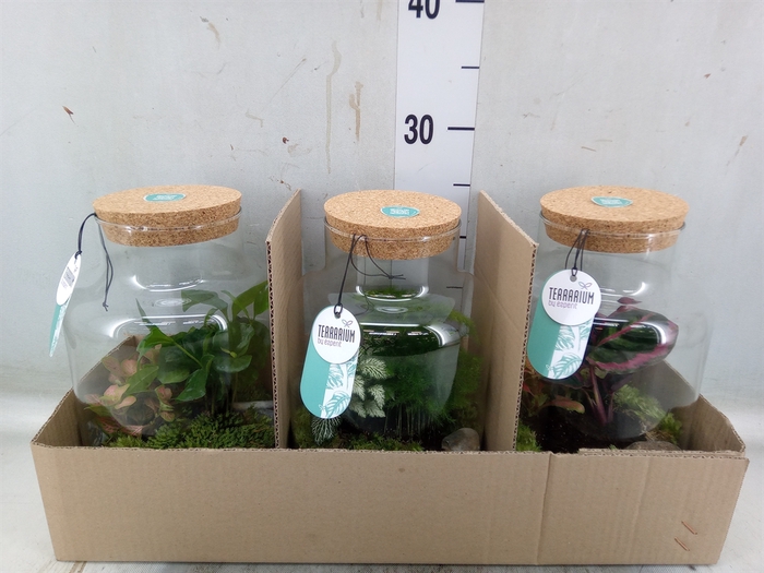 <h4>Arr.   Planten H%</h4>