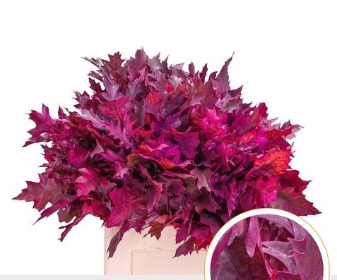 <h4>QUERC RUBRA 60CM FROST ERICA</h4>