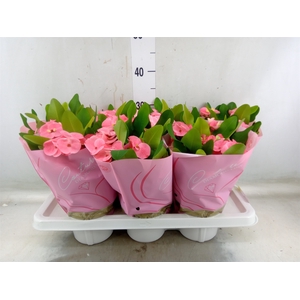 Euphorbia milii 'Charlotte'